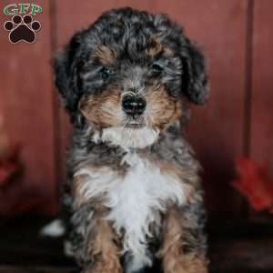 Chip, Mini Bernedoodle Puppy